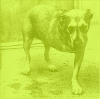Alice in chains