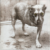 Alice in chains