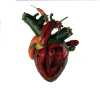 Torn Arteries